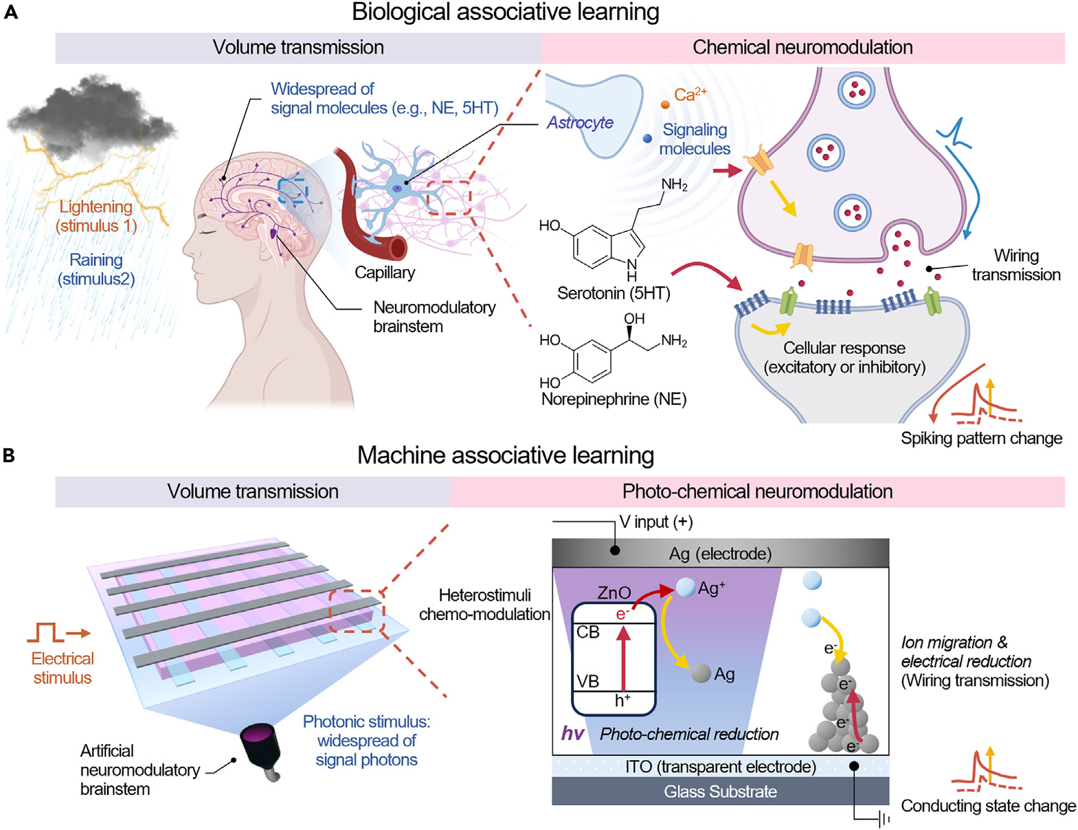 Biological associative learning via volume transmission and chemical neuromodulation mapped onto a machine analogue using photonic broadcast and photo-chemical reduction at an Ag/ZnO/ITO junction